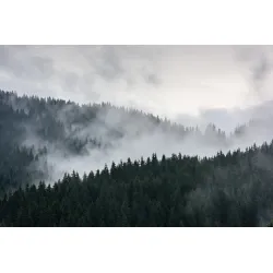 Fototapeta Mglisty Las Sosnowy – Leśna Cisza i Natura