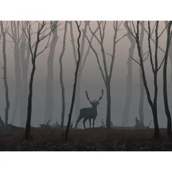 Fototapeta Jeleń W Lesie – Leśna Cisza i Dzika Przyroda