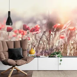 Fototapeta Maki Kwiaty – Polna Łąka o Świcie