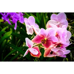 Fototapeta Kolorowe Orchidee 3D – Egzotyczny Ogród Pełen Kwiatów