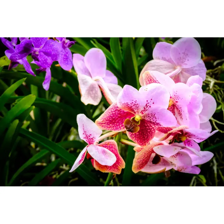 Fototapeta Kolorowe Orchidee 3D – Egzotyczny Ogród Pełen Kwiatów – produkt