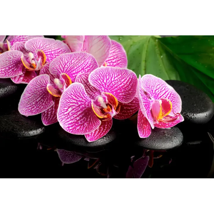Fototapeta Orchidea Spa – Relaks wśród Kwiatów i Zieleni – produkt