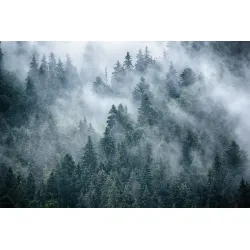 Fototapeta Mglisty Las W Górach – Leśna Cisza i Krajobraz Górski