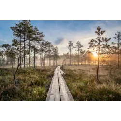 Fototapeta Las – Leśna Cisza i Głębia Perspektywy – Odcienie brązu i zieleni