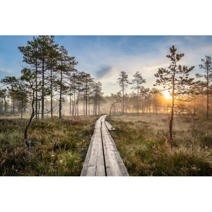 Fototapeta Las – Leśna Cisza i Głębia Perspektywy – produkt