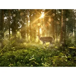 Fototapeta Jeleń O Poranku W Lesie – Leśna Cisza i Krajobraz Przyrody