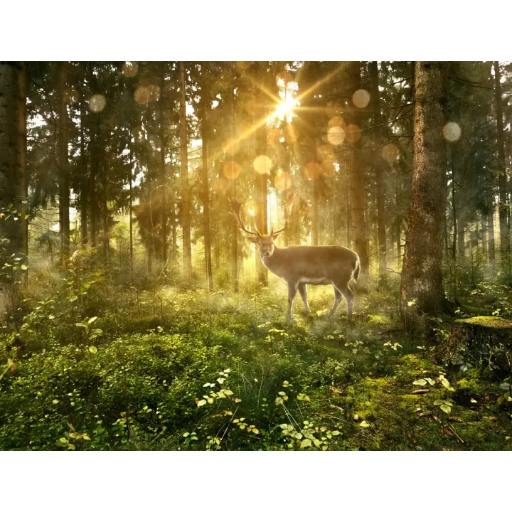 Fototapeta Jeleń O Poranku W Lesie – Leśna Cisza i Krajobraz Przyrody – produkt