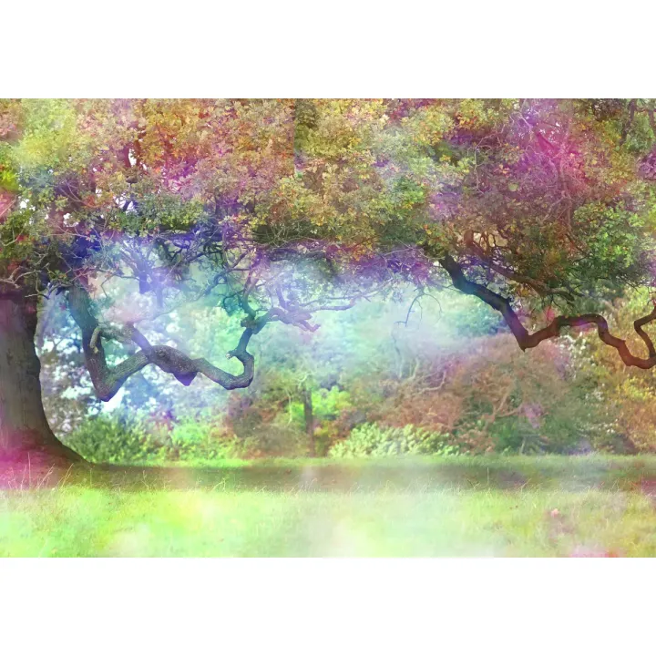 Fototapeta Magiczny Kolorowy Las – Leśna Cisza i Promienie Słońca – produkt