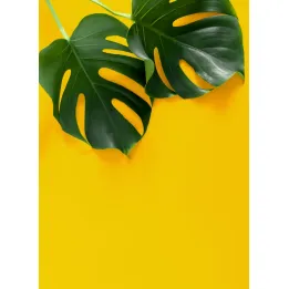 Plakat Wielkie Liście Monstery – Tropikalna Zieleń i Natura – produkt