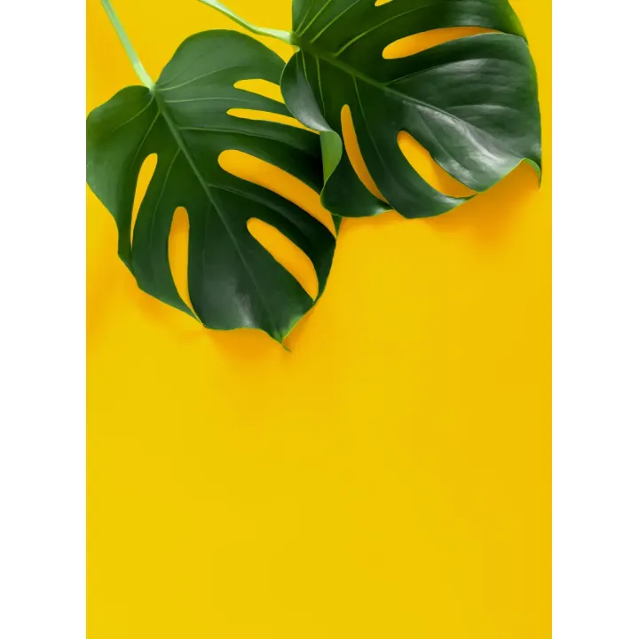 Plakat Wielkie Liście Monstery – Tropikalna Zieleń i Natura – produkt