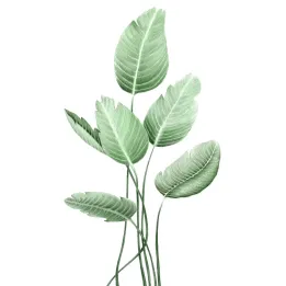 Plakat Strelicja – Roślina Doniczkowa w Botanicznym Motywie – produkt
