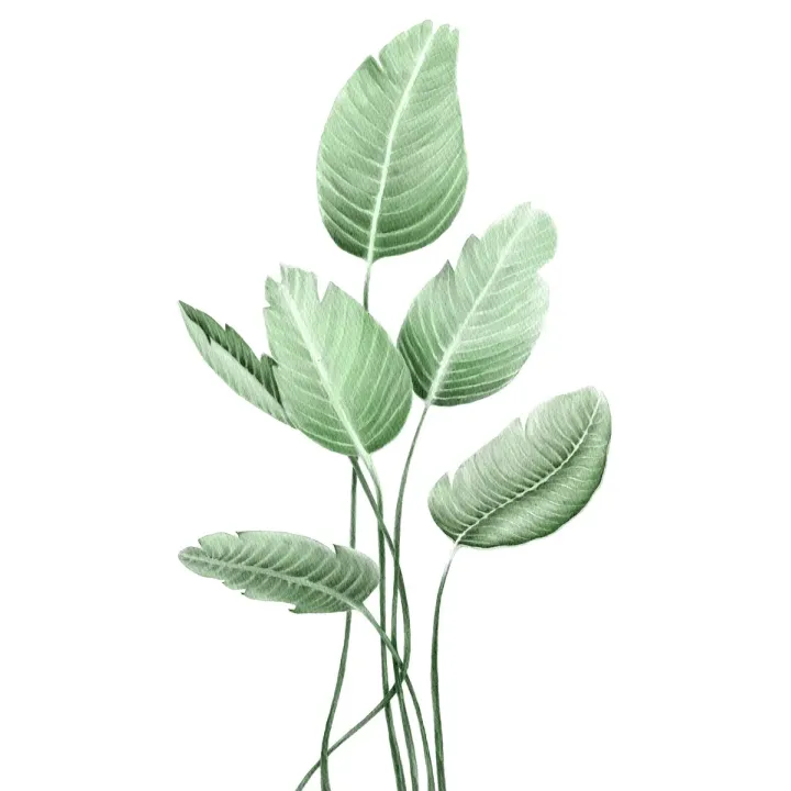 Plakat Strelicja – Roślina Doniczkowa w Botanicznym Motywie – produkt