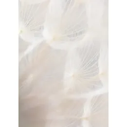 Plakat Abstrakcyjny Beżowy Dmuchawiec – Siewki Natury w Minimalistycznym Stylu – produkt