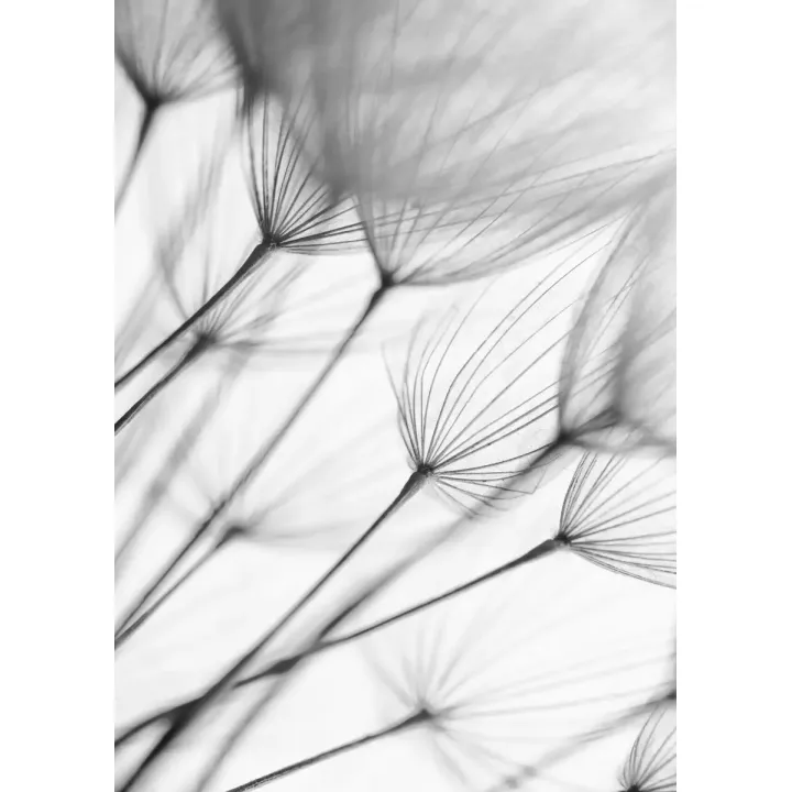 Plakat Mniszki Lekarskie – Abstrakcyjna Natura w Monochromacie – produkt