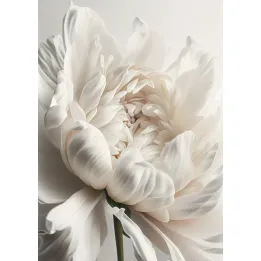 Plakat Kwitnąca Piwonia – Białe Kwiaty w Botanicznym Detalu – produkt