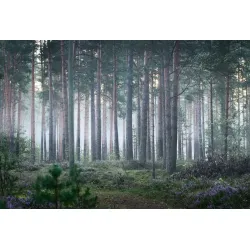Fototapeta Las – Mglisty Poranek w Leśnej Ciszy – Odcienie szarości i brązu (V)