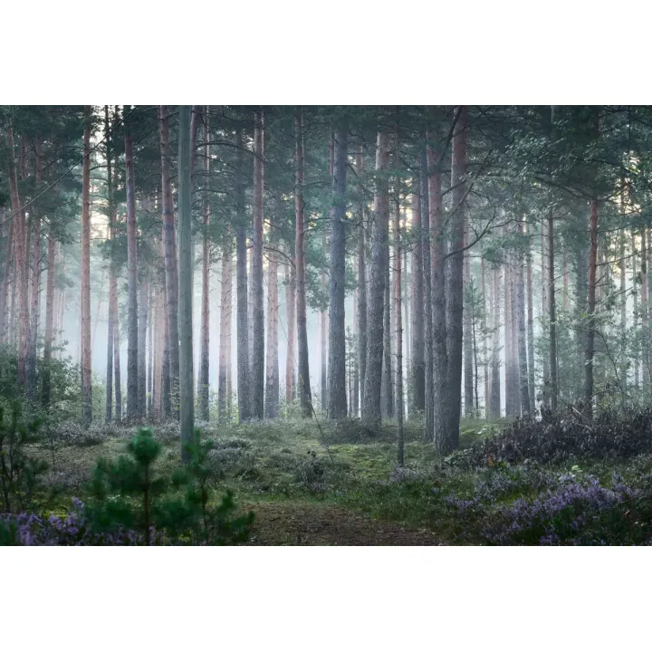 Fototapeta Las – Mglisty Poranek w Leśnej Ciszy – produkt