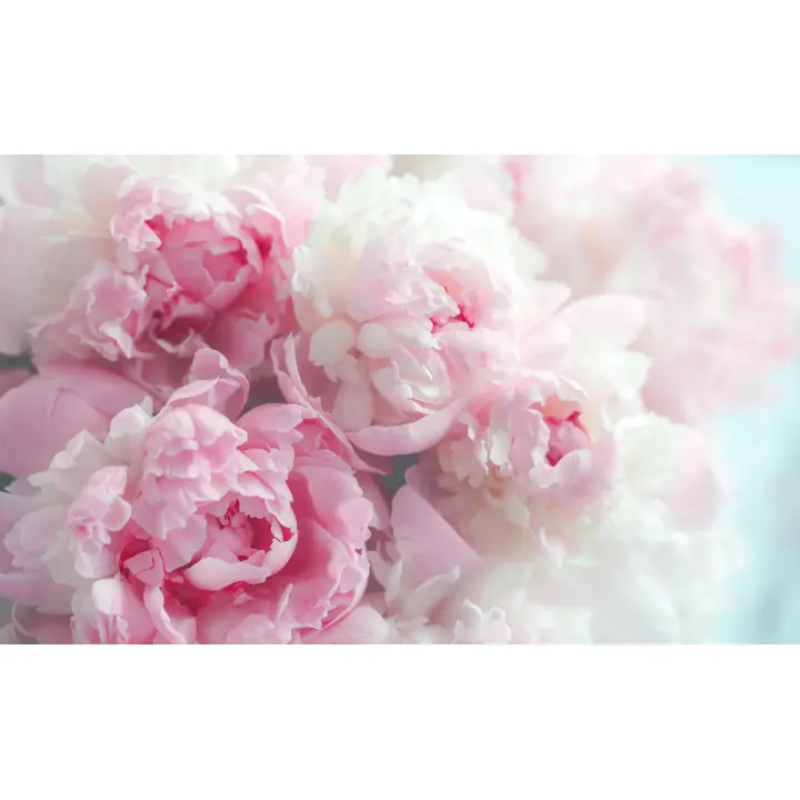 Fototapeta Kwitnące Peonie – Delikatność Botanicznego Ogrodu – produkt