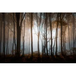 Fototapeta Las – Leśna Cisza i Głębia Natury