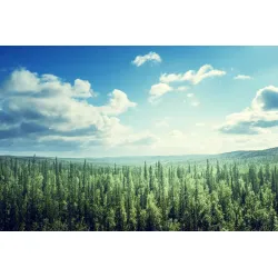 Fototapeta Las – Leśna Cisza i Natura do Wnętrz – Odcienie bieli i zieleni