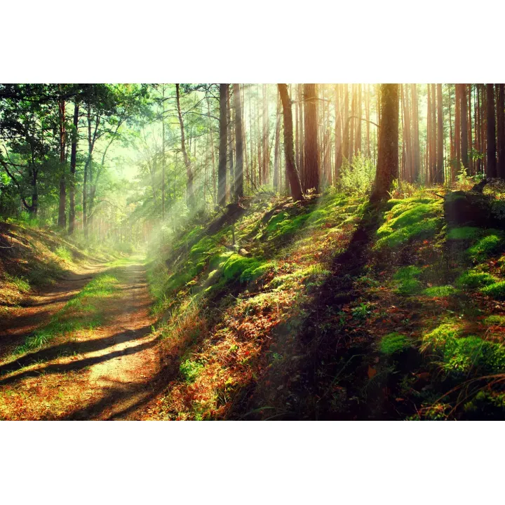 Fototapeta Las – Leśna Cisza i Zielona Natura do Wnętrz – produkt