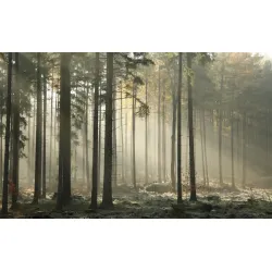 Fototapeta Las – Leśna Cisza i Głębia Perspektywy – Odcienie szarości i zieleni
