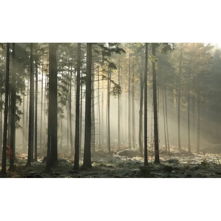 Fototapeta Las – Leśna Cisza i Głębia Perspektywy – produkt