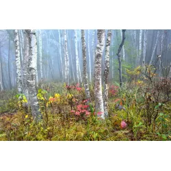 Fototapeta Las – Mglisty Poranek w Leśnej Ciszy – Odcienie bieli i zieleni