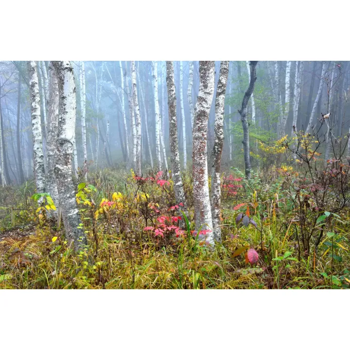 Fototapeta Las – Mglisty Poranek w Leśnej Ciszy – produkt