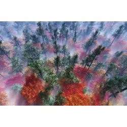 Fototapeta Las – Leśna Cisza i Natura do Wnętrz – Odcienie szarości i zieleni