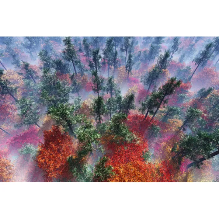 Fototapeta Las – Leśna Cisza i Natura do Wnętrz – produkt