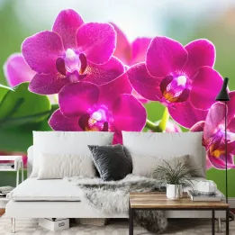 Fototapeta Storczyki Natura – Botaniczny Motyw z Orchideami