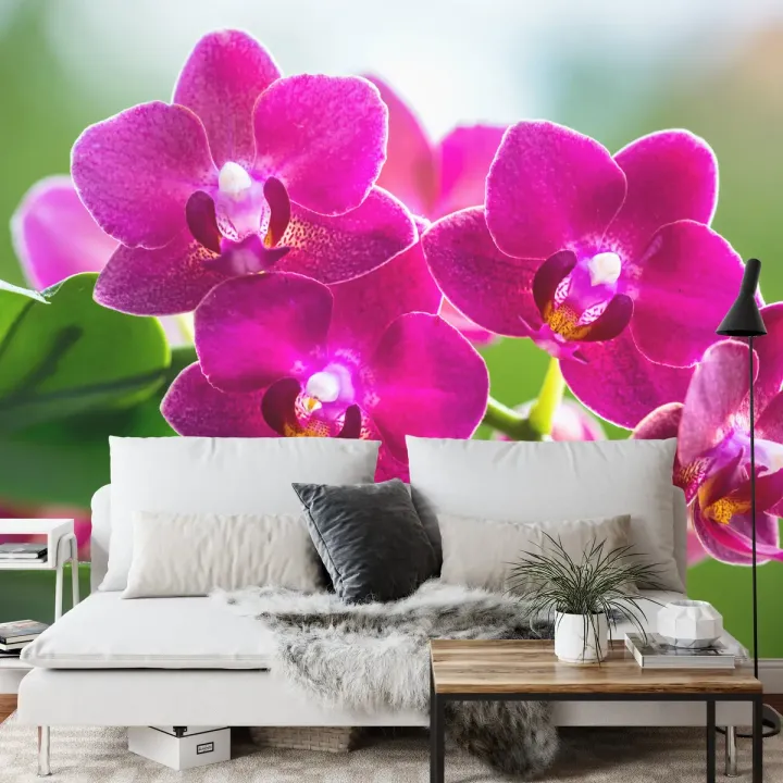 Fototapeta Storczyki Natura – Botaniczny Motyw z Orchideami