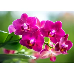 Fototapeta Storczyki Natura – Botaniczny Motyw z Orchideami