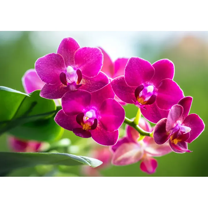 Fototapeta Storczyki Natura – Botaniczny Motyw z Orchideami – produkt