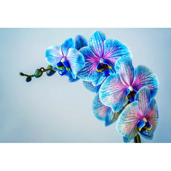 Fototapeta Kolorowy Storczyk – Orchidea w Odcieniach Fioletu i Błękitu – produkt