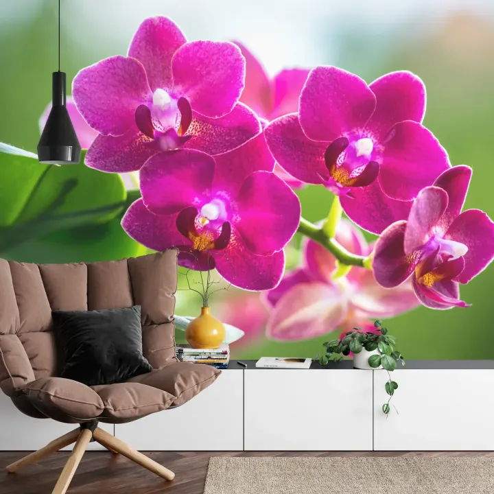 Fototapeta Storczyki Natura – Botaniczny Motyw z Orchideami