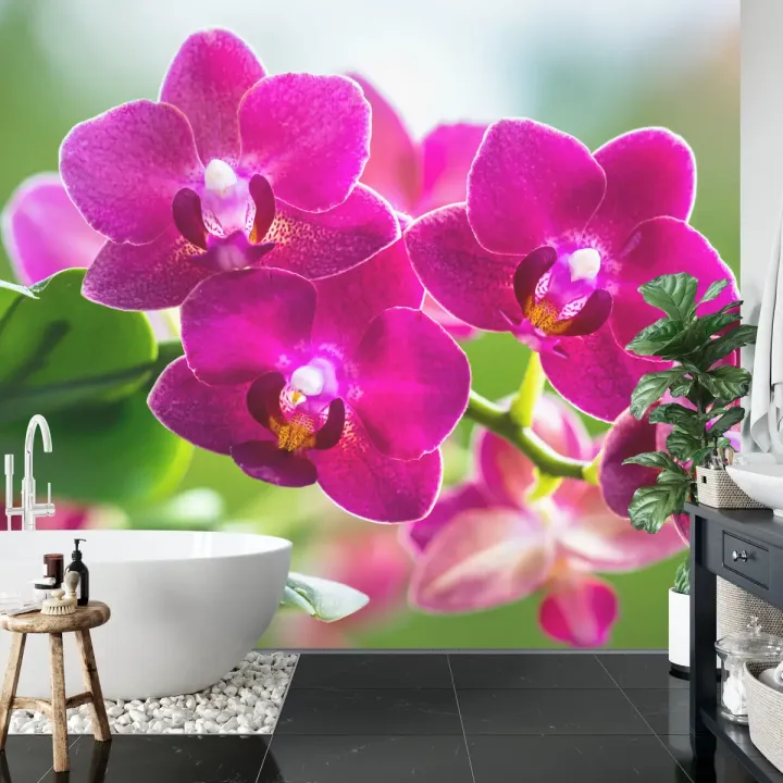 Fototapeta Storczyki Natura – Botaniczny Motyw z Orchideami