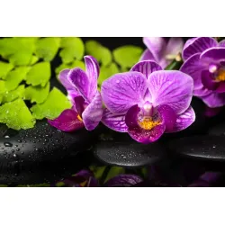 Fototapeta Orchidea Spa – Relaks w Otoczeniu Zieleni i Kamieni