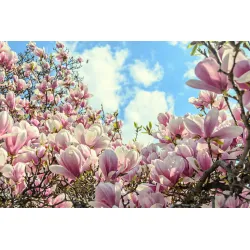 Fototapeta Kwitnąca Magnolia – Wiosenna Natura do Wnętrz