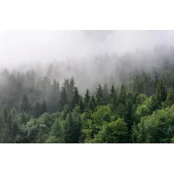 Fototapeta Las – Mglisty Poranek Pełen Spokoju – Odcienie bieli i szarości