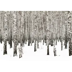 Fototapeta Brzoza – Zimowy Krajobraz Pełen Ciszy