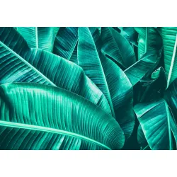 Fototapeta Liście Bananowca – Tropikalna Dżungla w Zieleni