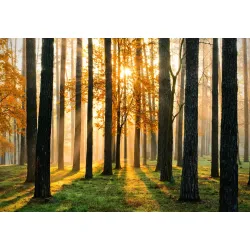 Fototapeta Lasowy Wschód Słońca – Leśna Cisza i Głębia Perspektywy