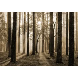 Fototapeta Las – Leśna Cisza i Głębia Perspektywy – Odcienie szarości i brązu