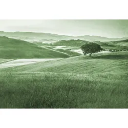 Fototapeta Rolling Hills – Spokojny Krajobraz z Samotnym Drzewem