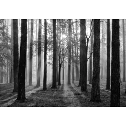 Fototapeta Las – Leśna Cisza i Mgła w Czerni i Bieli
