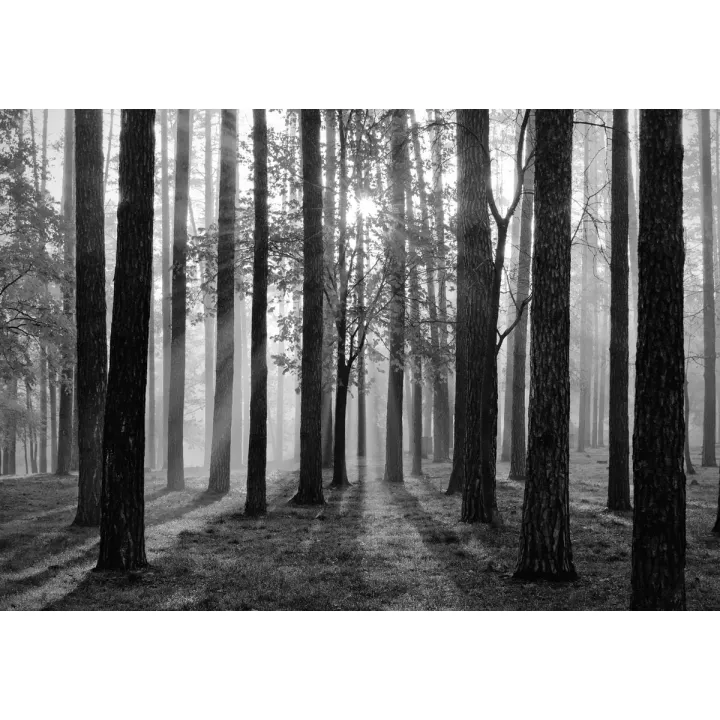 Fototapeta Las – Leśna Cisza i Mgła w Czerni i Bieli – produkt