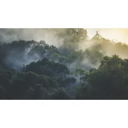 Fototapeta Las Tropikalny – Krajobraz Górski i Natura do Wnętrz