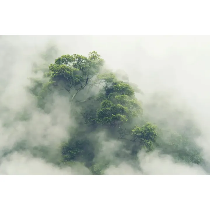 Fototapeta Tropical Forest – Leśna Cisza i Terapia Natury – produkt